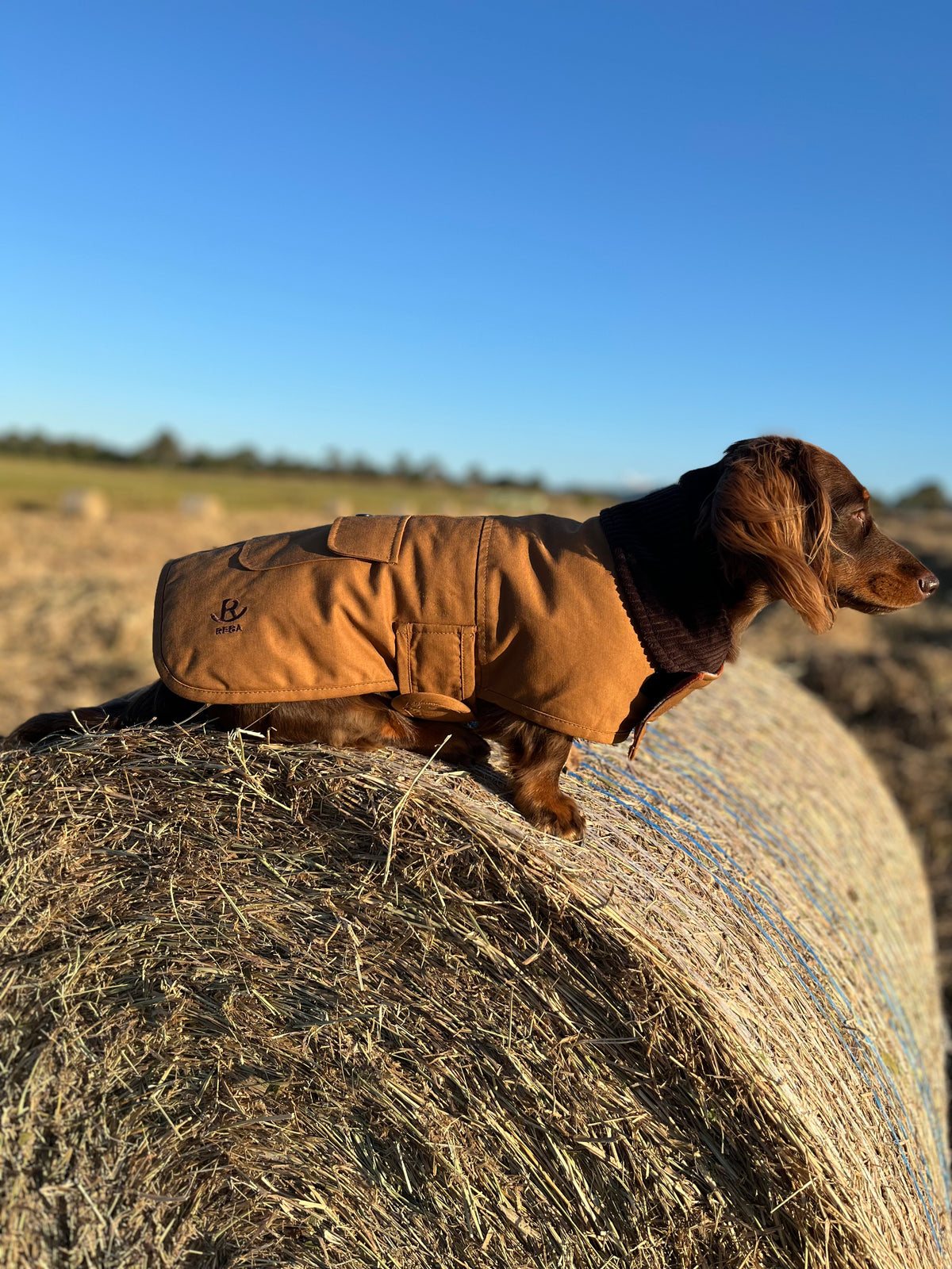 Tan Water resistance Dog Coat