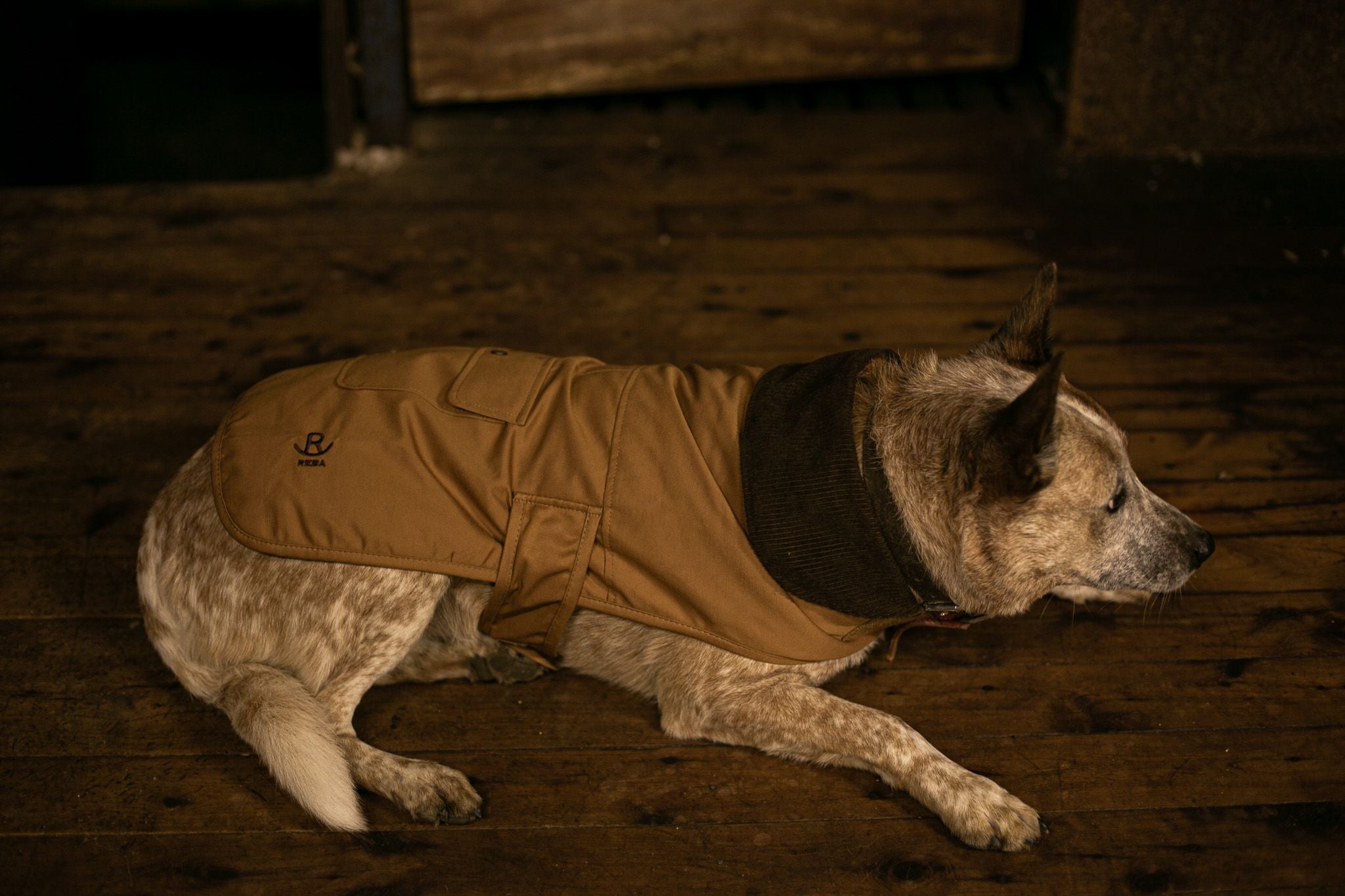 Blue Water resistance Dog Coat